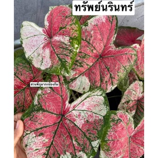 บอนสี ทรัพย์นรินทร์ ขนาดรูปที่2-3 ไม้ประดับ