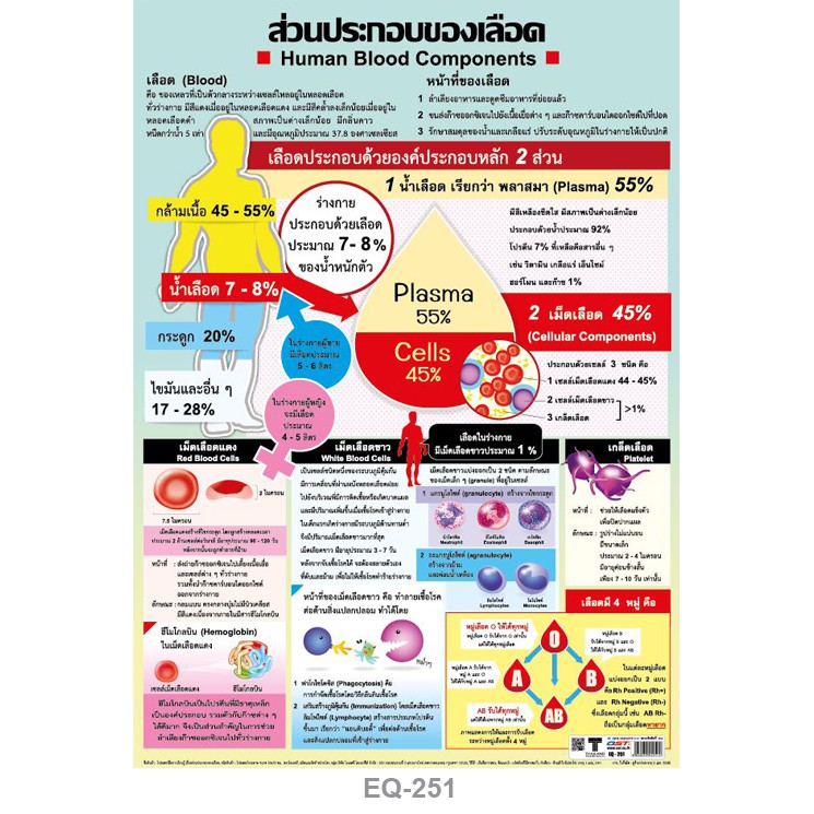 โปสเตอร์กระดาษเรื่องส่วนประกอบของเลือด #EQ-251