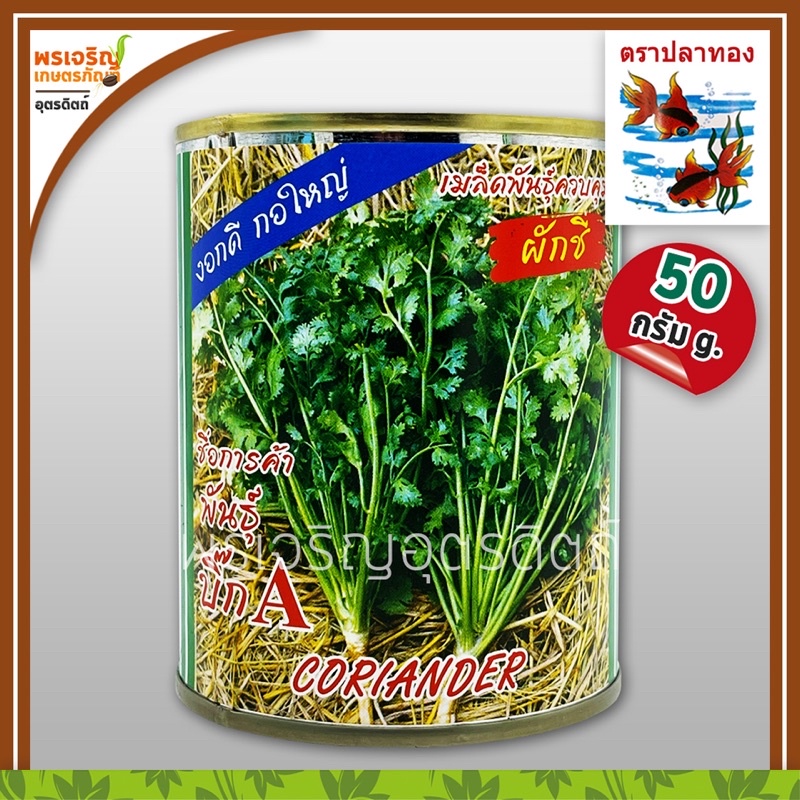 เมล็ดพันธุ์ผักชี ผักชีบิ๊กเอ Big A (1 กิโลกรัม) เมล็ดผักชีถุงใหญ่ เมล็ดผักชีปลาทอง เมล็ดพันธุ์ผักสวนครัว ตราปลาทอง
