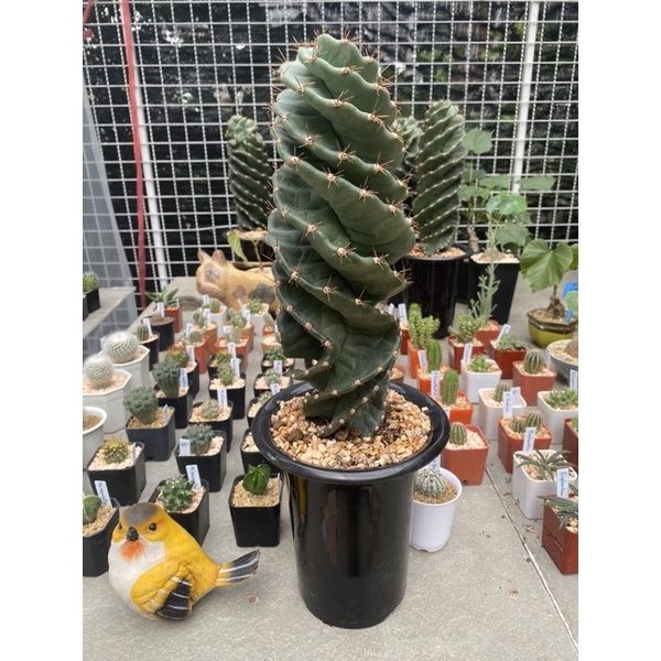 Cereus forbesii spiralis​ 🌵เกลียวซีดีอูด😊