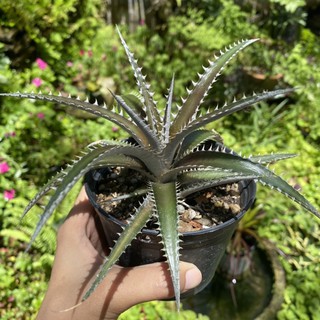 ดิเกีย สัปปะรดหนาม Dyckia