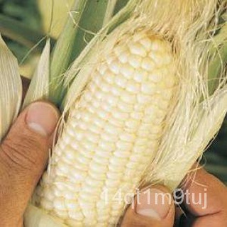 MACAPUNO WHITE CORN SEEDS-(40 seeds) สีขาวmacapuno/catchupoy varietyเด็ก/ดอกทานตะวัน/กุหลาบ/แอปเปิ้ล/เมล็ด/ผู้ชาย/เสื้อ/