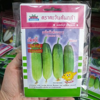 แตงกวา อัคนี 1กรัม ตะวันต้นกล้า