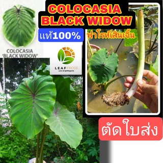 เเท้100% colocasia black widow ตัดใบส่ง โคโลคาเซีย ฟาโรห์เสินเจิ้น หรือ บอน เเมงมุมเเม่หม้ายดำ