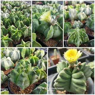 100 เมล็ด astrophytum myriostigma mix seeds (100s)