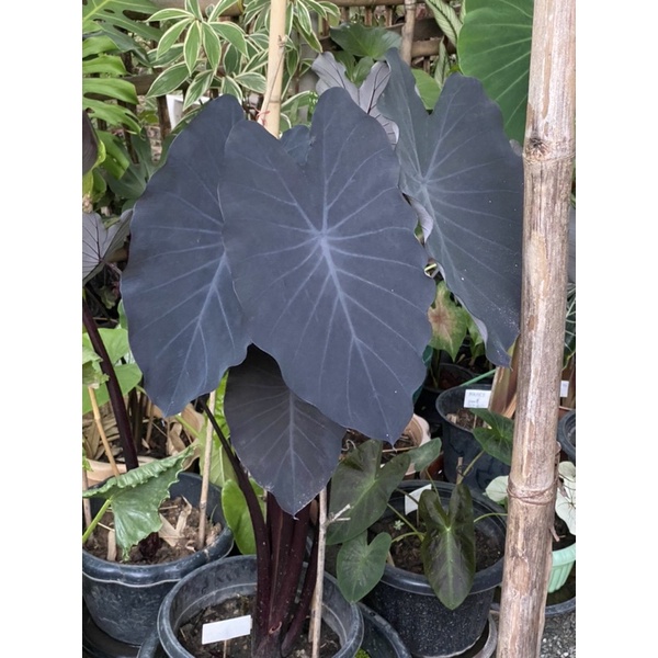 colocasia black runnerแบลครันเนอร์