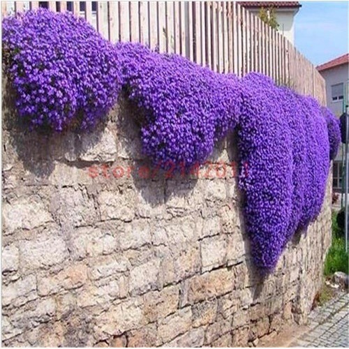 100pcs Bag Creeping Thyme Seeds Or, Creeping Thyme Ground Cover Seeds