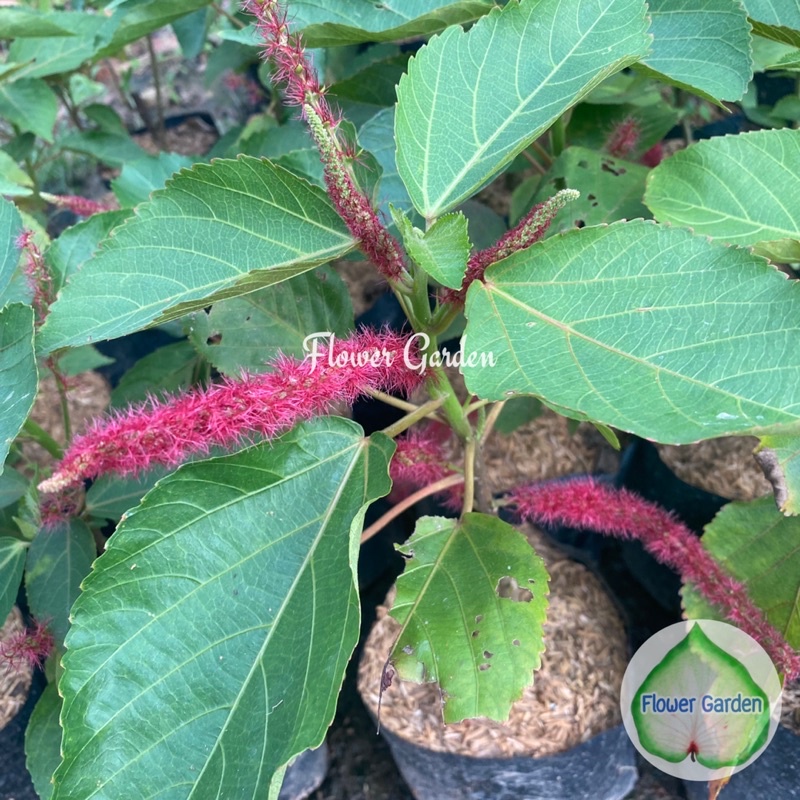 F262 ต้นหางกระรอก Acalypha Hispida สมุนไพร ดอกสีแดง แบบถุง พร้อมส่ง ราคา ถูกที่สุด ดีลบีเคเค รูปภาพหลัก