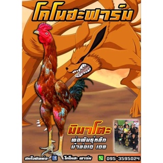 ไข่เชื้อไก่ชนสายเลือดสุรพรชัยสุดยอดม้าล่อIQ108📌supervip📌