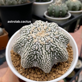 เมล็ดแอสโตรปลาดาว 40เมล็ด แอสโตรไฟตัม Astrophytum starshape