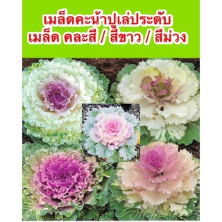 เมล็ดคะน้าปูเล่ประดับ 30 เมล็ด คละสี / สีขาว / สีม่วง สายพันธุ์OP/F1