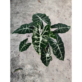 อะโลคาเซีย ฟรายเด็คด่าง ต้นไม้ด่าง ไม้ประดับ Alocasia Frydek