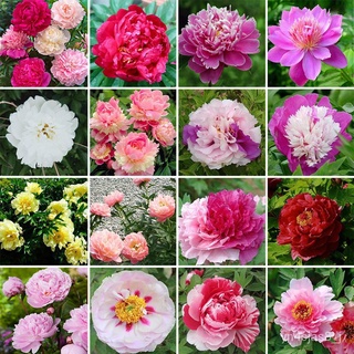 （อัตราการปลูกสูง）Herbaceous Peony Seeds Varieties Rare Paeonia Suffruticosa Flower 20Pcs เมล็ดดอกไม้สวย บอนไซ Flower See