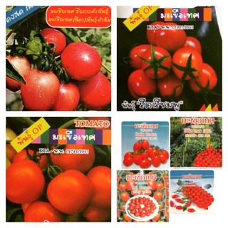 เมล็ดมะเขือเทศ รวมทุกสายพันธุ์ TOMATO SEEDS เชอร์รี่ ราชินี ทานสด ผลสีเหลือง ส้มตำ