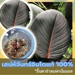 ชิ้นตาต้นเสน่ห์จันทร์สายพันธุ์นำเข้าจากอินโดแท้ 100% สายพันธุ์ไม้หายาก ใบสวยจัดๆ คัดข้อตาชัด พร้อมส่ง