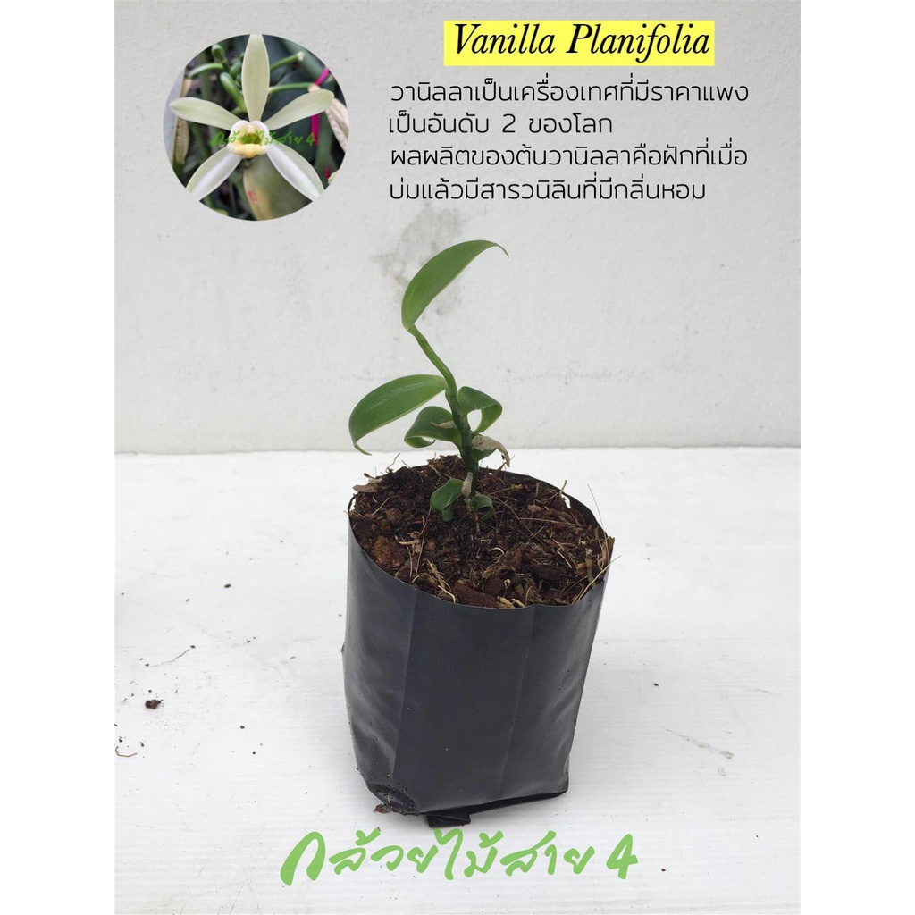 ต้นวานิลลา สูง 10 ซม ในถุงชำ 3 นิ้ว สายพันธุ์แพลนนิโฟเลีย (vanilla planifolia plant with 10 cm heigh