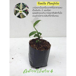 ต้นวานิลลา สูง 10 ซม ในถุงชำ 3 นิ้ว สายพันธุ์แพลนนิโฟเลีย จากการเพาะเลี้ยงเนื้อเยื่อ Tissue cultured vanilla planifolia