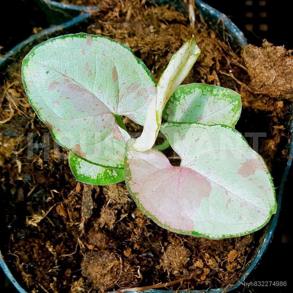 เมล็ดพืชคุณภาพสูง ต้น Syngonium milk confetti ออมชมพูด่าง สีชมพูพาสเทล สีชัดตั้งแต่เกิดเลย ขนาดกระถาง 5 นิ้ว สินค้าตรงปก