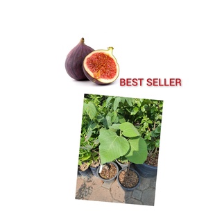 Fig  ต้นมะเดื่อฝรั่ง บราวน์ตุรกี(brown turkey) จำนวน 1 ต้น สูง 40 ซม.