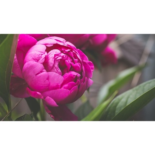 20 เมล็ด เมล็ดโบตั๋น ดอกโบตั๋น ดอกพีโอนี (Peony) สีม่วง Purple Peony