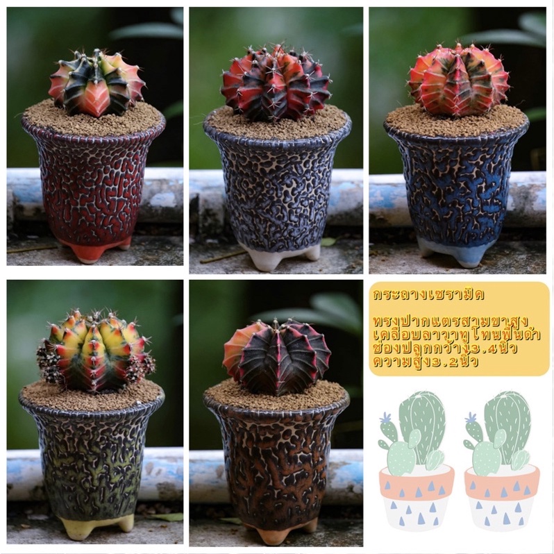 กระถางเซรามิค กระถางแคคตัส กระถางปากแตรสามขาสูง ลาวาทูโทนพื้นดำ กว้าง3.4นิ้ว