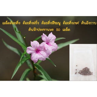 เมล็ด ขายดี/เมล็ดต้อยติ่ง ต้อยติ่งฝรั่ง ต้อยติ่งสีชมพู ต้อยติ่งเทศ ต้นอังกาบ  ต้นฟ้าประทานพร 50/อินทรีย์ คละ สวนครัว ดอก