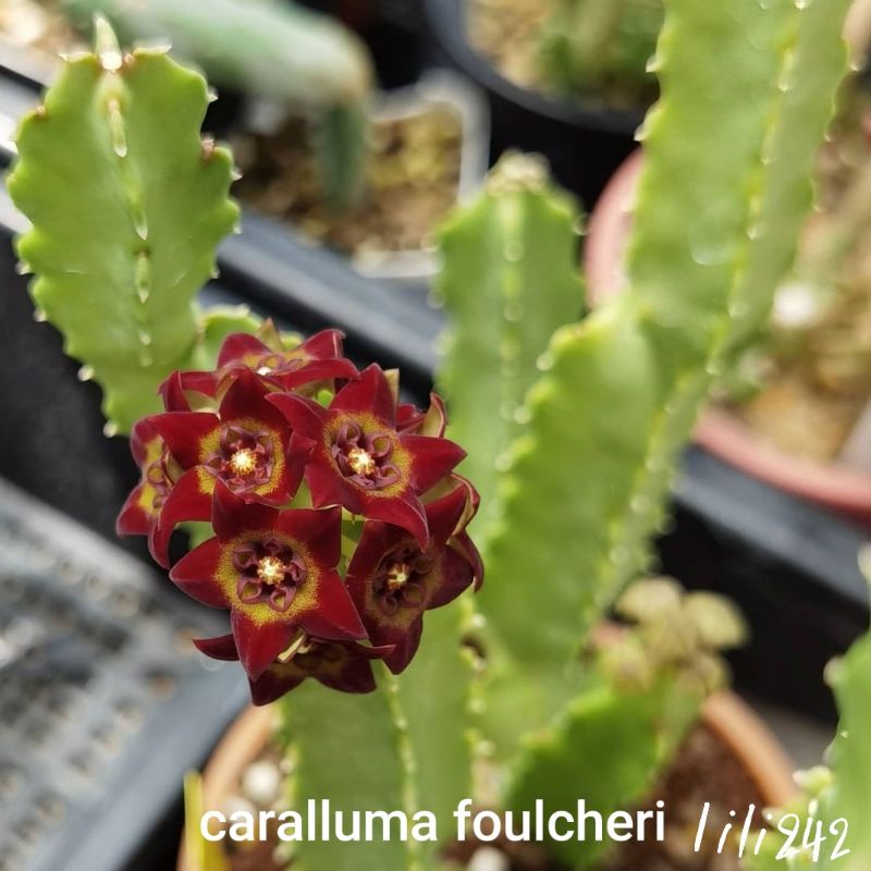 caralluma foulcheri คารัลลูม่า เฟาเชอรี