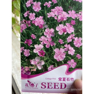 20.Cottage Pink Seeds 50pcs in SG Inquiry Welcomeหมวก/คื่นฉ่าย/กุหลาบ/เมล็ด/ดอกทานตะวัน/สวน/แอปเปิ้ล/เด็ก/สร้อยข้อมือ/ผั