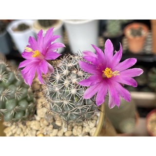 cactus Mammillaria schumanni แมมชูแมน ต้นใหญ่ มีตุ่มดอก