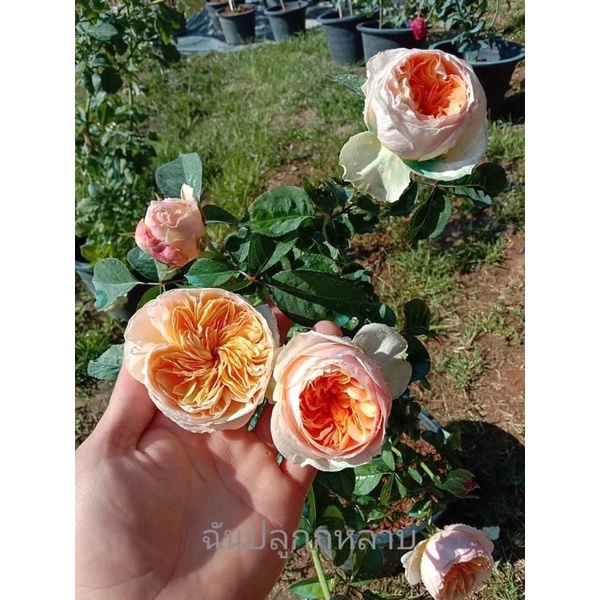 Juliet Rose กุหลาบสีพีททรงถ้วยกลิ่นหอมต้นสวยพุ่มหนาใหญ่ - รูปที่ 3