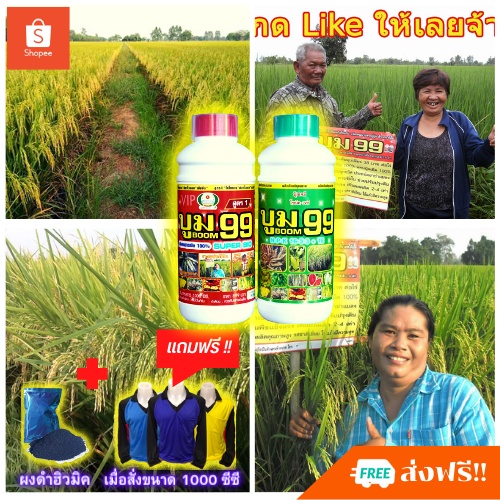 🆓ส่งฟรีไม่ใช้โค๊ด ปุ๋ยน้ำ ปุ๋ยนาข้าว ข้าวแตกกอใหญ่ ข้าวรวงใหญ่ เม็ดเต็ม น้ำหนักดี เร่งรวง ปุ๋ยข้าว