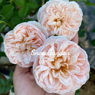 กุหลาบ 🌹Alexandrine Rose อเล็กซานดรีน ดอกหอม ปลูกเลี้ยงง่าย ทรงพุ่ม (ติดดอก)