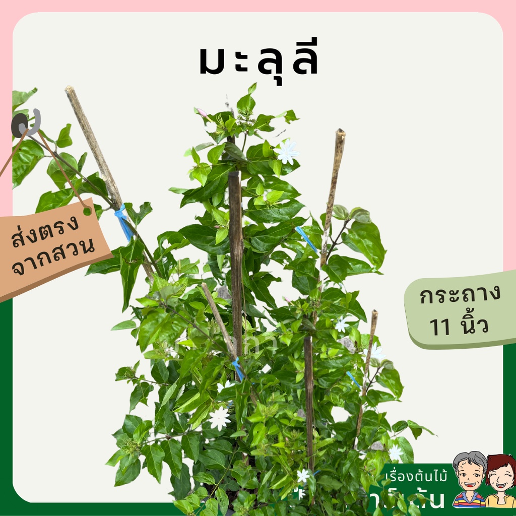 มุมมอง 2