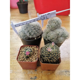 เวอร์เนียพลาสติกขนาด8cm. 👍🏻อุปกรณ์​แคค​ตัส🌵ร้านชอบCactusSucculent​🌵