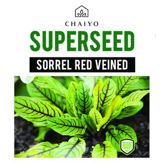 เมล็ดพันธุ์ซอเรล ชัยโย 130 เมล็ด SORREL (RED VEINED) 130 SEEDS