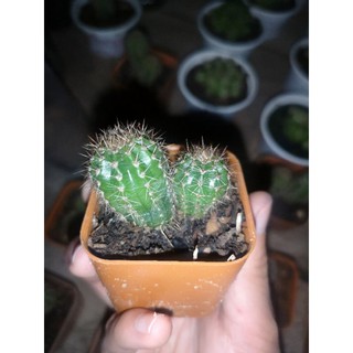 🌵แคคตัสอิชินอปส่งพร้อมราก​ที่แข็งแรง​ ​ต้นละ15บาท​