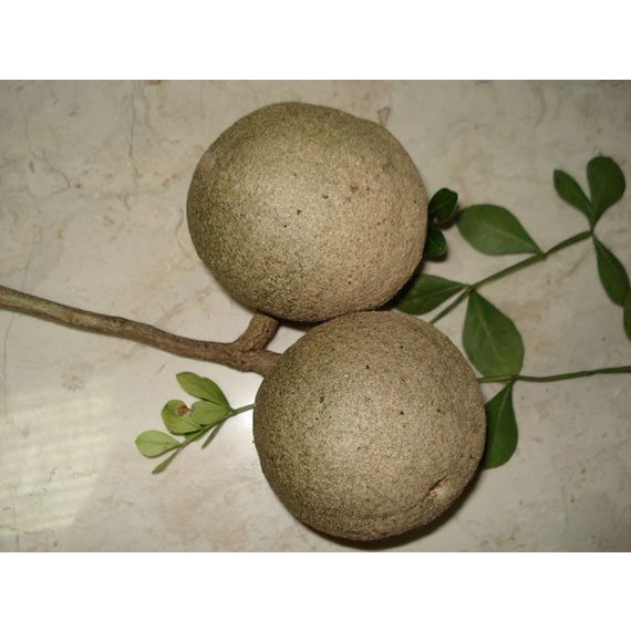 เมล็ดมะขวิด  35 บาท 50 เมล็ด เพาะง่าย อัตรางอกสูง ไม้เศรษฐกิจ สมุนไพรพื้นบ้าน - รูปที่ 4