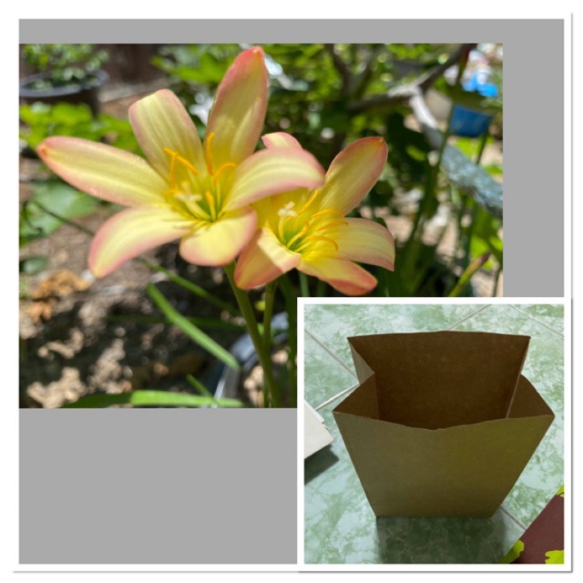 133ฌ.หัวดอกบัวดิน My Summer หัวละ 15 บาท