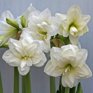 1 หัวว่าน ว่านสี่ทิศฮอลแลนด์ Amaryllis Hippeastrum Alfresco 18-24 ซม สินค้านำเข้า แช่เย็นแล้ว หัวขนาดใหญ่ สินค้าจำนวนจ