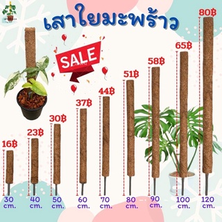 ราคาเสาใยมะพร้าว เสาไม้เลื้อย หลักไม้เลื้อย ขนาด 30-120 Cm. สวย แข็งแรง ทนทาน รากเกาะได้ดี ช่วยพยุงต้นไม้