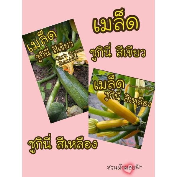 เมล็ดพันธุ์ ซูกินี่ สีเขียว สีเหลือง 5  เมล็ด 10 บาท Dark Green/ Golden Zucchini seed เมล็ดแท้ นำเข้าขากต่างประเทศ
