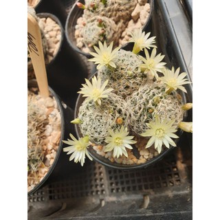 (สายดอกสุดคุ้ม จำนวนจำกัด‼)แมมดูไว💕Mammillaria duwei 💕 ฟอร์มกอ ติดตุ่มดอก อยู่ในกระถาง 5นิ้ว  450฿ ลดเหลือ 299฿