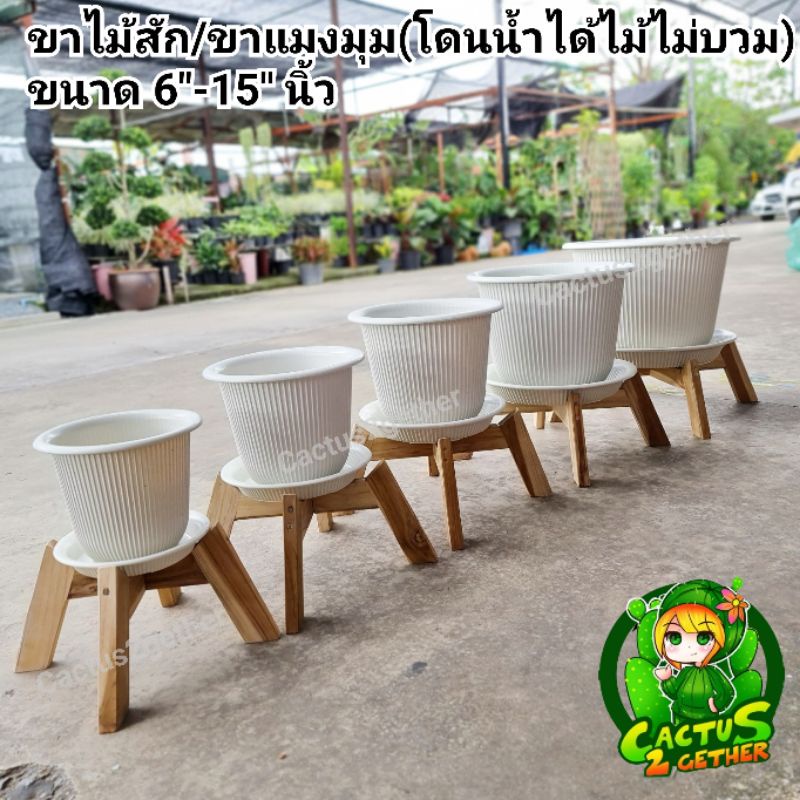 ❌️ขาตั้งกระถางทำจากไม้สักแท้/ขาแมงมุม❌️ โดนน้ำได้ โดนแดดได้ ✅️รับประกันความแข็งแรง ทนทาน  คุ้มค่า