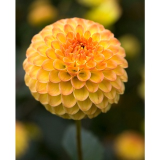 เมล็ดพันธุ์ dahlia pinnata pompon 30 เมล็ด เมล็ดพันธุ์นำเข้าจาก อังกฤษ