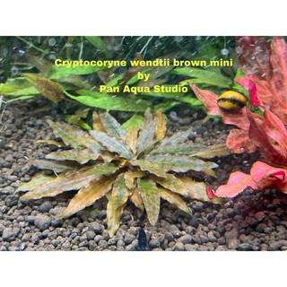 Cryptocoryne Wendtii Brown Mini