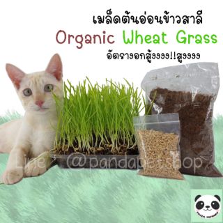 +900เมล็ด 30กรัม+ เมล็ดต้นอ่อนสาลี Organics Wheat Grass อัตรางอกสูง ข้าวสาลี Australian Wheat สำหรับแมว กระต่าย สุนัข คน