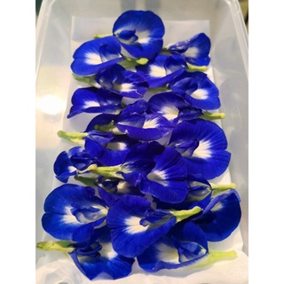 SPECIAL PROMO * 40 Seeds * Blue Pea/เมล็ดบัตเตอร์ฟลายถั่วผีเสื้อBunga Telang (Clitoria Ternatea) - Quality Seedsทารกแรกเ