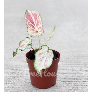 บอนสี ของขวัญ สีหวานมาก น่ารักมาก (Caladium sp. khongkwan) กระถาง 4 นิ้ว