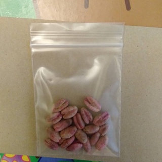 เมล็ดอินทผาลัมแท้ 10 เมล็ด สายพันธุ์คาลาส Seeds Khalas เมล็ดแท้จากต้นเพาะเนื้อเยื้อ