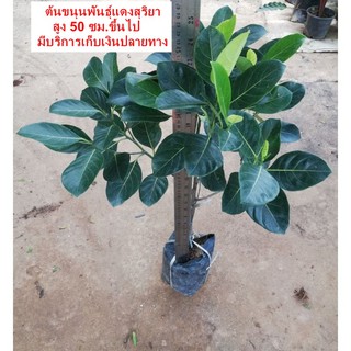 ต้นขนุน​พันธุ์​แดง​สุริยา​ สูง​ 50ซม.​ ราคา​ 120​ บาท (มีราคาขายส่งค่ะ)